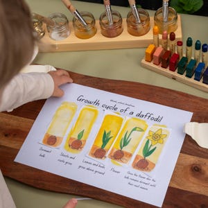 Może przedstawiać: Ilustracja akwarelowa cyklu wzrostu żonkila, widziana przez dziecko. Etapy to: uśpiona cebula, pędy i korzenie rosną, liście i pąki rosną nad ziemią, kwiat, a cebula pozostaje uśpiona. Pędzle i materiały malarskie w tle.