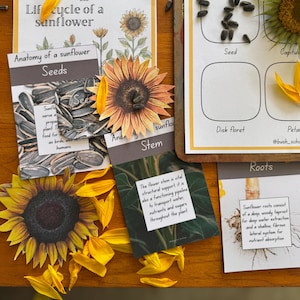 Op de afbeelding: Educatieve display over zonnebloemen, met diagrammen en een uitgesneden bloem. De display bevat labels voor zaden, stengel, wortels en bloemblaadjes. Het kleurenpalet omvat geel, bruin en groen, met tekst die de anatomie van de zonnebloem beschrijft.
