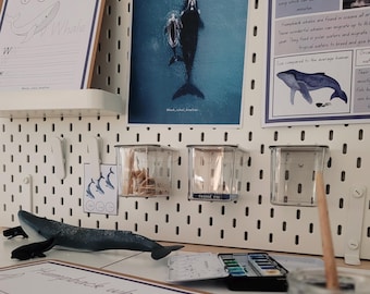 Baleine, kit pédagogique