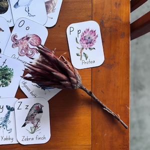 Tarjetas didácticas del alfabeto australiano