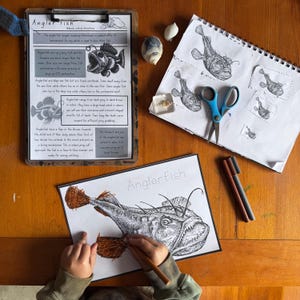 May include: A wooden desk with an Anglerfish drawing in progress, a clipboard with Anglerfish facts, and a sketchbook with Anglerfish sketches. A child is coloring the Anglerfish drawing with a brown pencil. Scissors and markers are also on the desk.