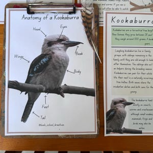 May include: A diagram of a kookaburra, a type of bird, with labels for its body parts, including wings, head, eyes, beak, feet, and tail. The kookaburra is perched on a branch. The text "Anatomy of a Kookaburra" is at the top of the diagram.