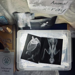 Könnte beinhalten: Ein durchsichtiger Kunststoffbehälter enthält mehrere schwarz-weiße Tierröntgenbilder. Die Bilder zeigen Skelettstrukturen. Ein Schild darüber lautet "Animal X-ray". Ein Tierarztnotizbuch und Spielzeugscheren sind ebenfalls sichtbar.