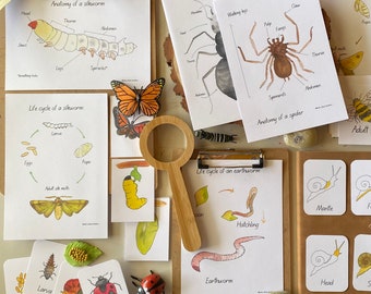 Bug and insects study