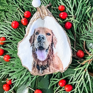 May include: A golden oyster shell ornament with a photo of a golden retriever dog inside. The ornament is surrounded by green foliage and red berries.