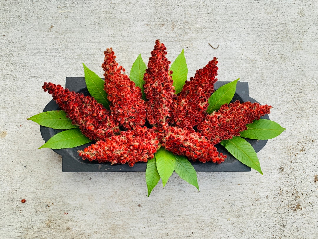 3 Staghorn Sumac Pods Velvet Sumac Seeds Pigment Teas Etsy