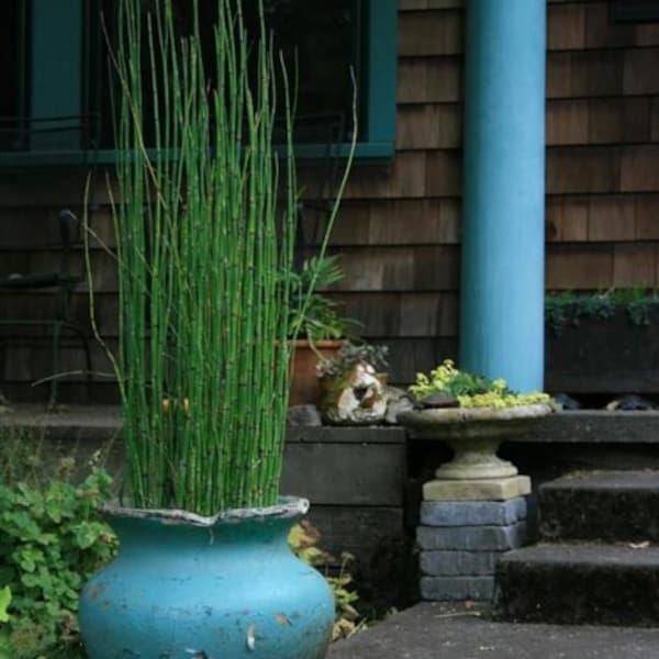 Horsetail Bamboo Plant Etsy