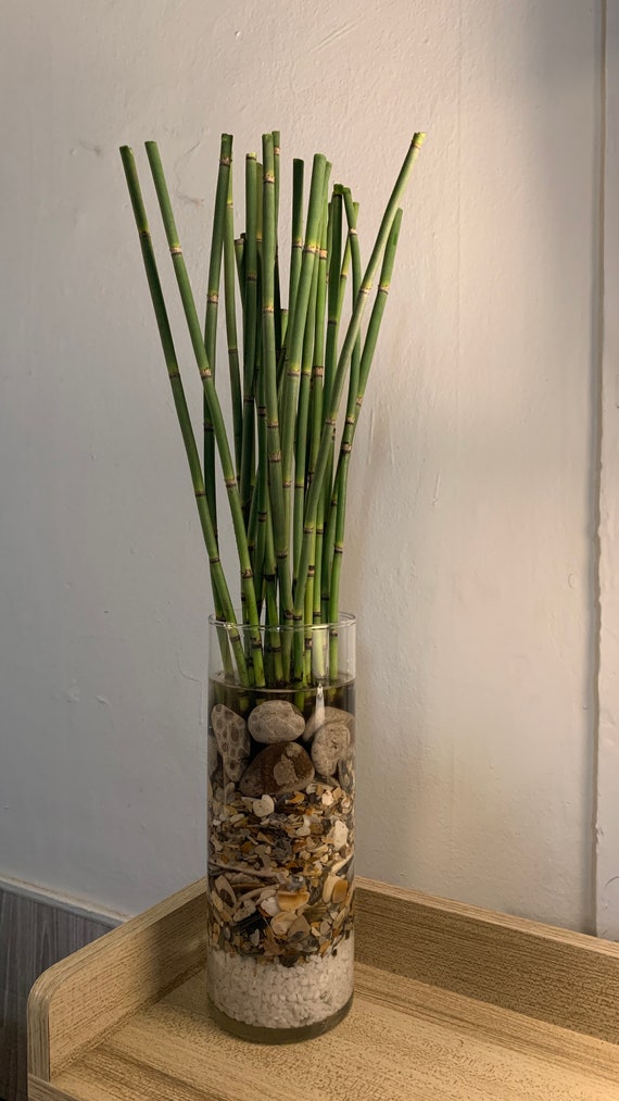 HighEnd Fashion For Top Brand 24 hours to serve you Horsetail Reeds