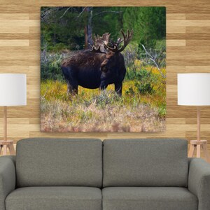 Bull Moose Canvas Print | Animal Photography Wall Art | Moose Fine Art Canvas | Nature Photography Decor | Canvas Moose Wall Art |Home Decor