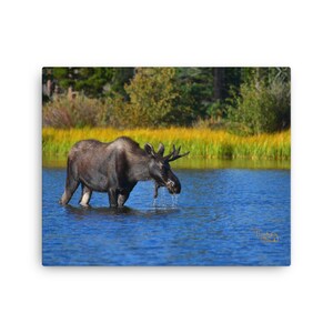 Colorado Moose Canvas Print | Wildlife Photography Art | Moose Wall Decor | Nature Art | Animal Photography | Rustic Home Decor | Landscape