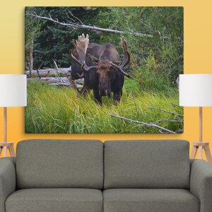 Moose Canvas Print | Moose Photography Wall Art | Canvas Moose Decor | Wildlife Art | Home Decor | Nature Photography | Colorado Animal