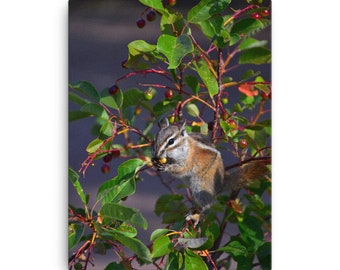 May include: A chipmunk sits on a branch of a bush with red berries and green leaves, eating a yellow berry. The chipmunk has brown fur with white stripes on its back and a white belly.