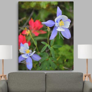 Columbine Flower Canvas Print, Wildflower, Nature Wall Art, Colorado Photography, Home Decor, Floral Canvas, Columbine Print, Landscape Gift