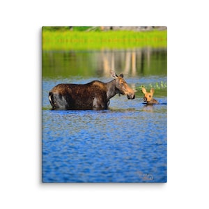 Mom and Baby Moose Canvas Print | Moose Photography Wall Art | Wildlife Nature Decor | Colorado Animal Canvas | Home Decor | Wildlife Photo
