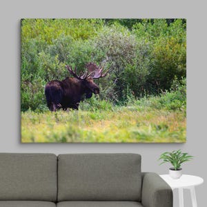 Moose Canvas Wall Art | Stunning Moose Portrait | Ready-to-Hang | Colorado Nature Photography | Wildlife Home Decor | Gift for Nature Lovers