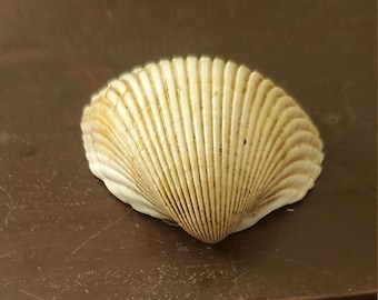 大きな白い貝殻 9 個 - Etsy 日本