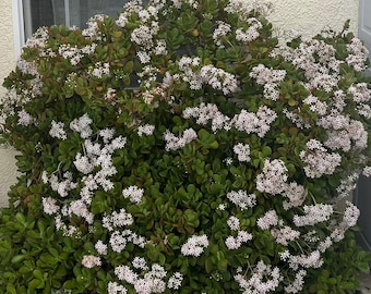 Jade Plant Cutting, Crassula Ovata, Money Tree Succulent