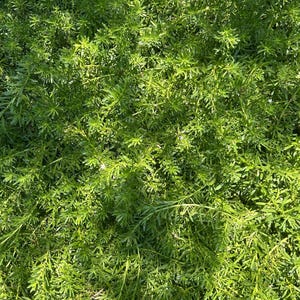 White star creeper ground cover  5-6 inc cuttings