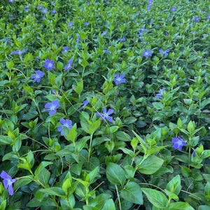 VINCA Major Periwinkle Live Plants Evergreen Ground Cover Rooted