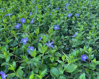 VINCA Major Periwinkle Live Plants Evergreen Ground Cover Rooted