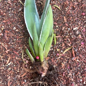 May include: A small agave plant with light green leaves and a bulbous root system. The leaves have a white edge. The plant is surrounded by brown mulch and small pink berries.