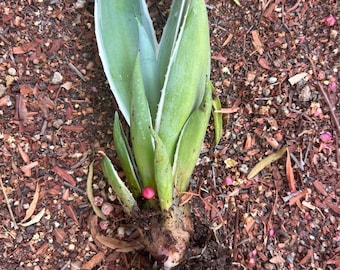 Ready Rooted/Unrooted Blue Green Agave Pup | Hardy Succulent Starter Plant | Architectural & Drought-Tolerant