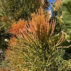Firestick Plant Cuttings – Euphorbia Tirucalli ‘Sticks on Fire’ Drought-Tolerant Succulent for Indoor & Outdoor Gardens