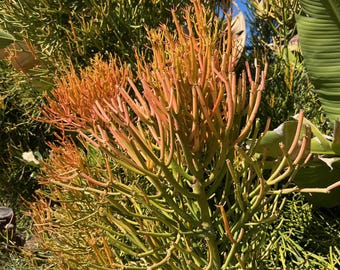 Firestick Plant Cuttings – Euphorbia Tirucalli ‘Sticks on Fire’ Drought-Tolerant Succulent for Indoor & Outdoor Gardens
