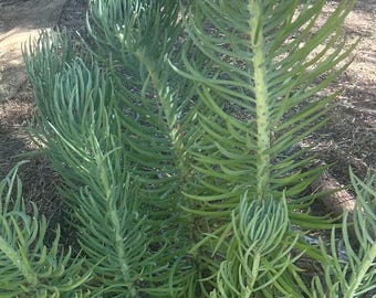 Narrow Leaf Chalksticks (Curio talinoides) – 7–8” Living Cutting