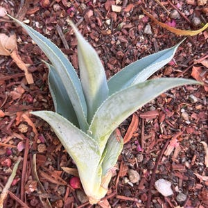 May include: A young agave plant with pale blue-green leaves, edged with a lighter color, is shown. The plant is surrounded by mulch and small pieces of wood. The leaves are long and pointed, with a slight curve.