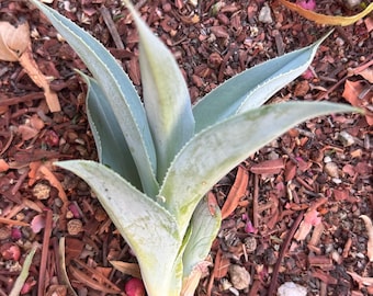 Octopus Agave pup Cold and Drought-Tolerant Succulent for Indoor & Outdoor Gardens