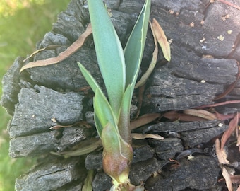 Unrooted  Blue Green Agave Pup | Hardy Succulent Starter Plant | Architectural & Drought-Tolerant