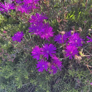 May include: Close-up of vibrant purple flowers with multiple petals, surrounded by green foliage. The flowers are in full bloom, showcasing their bright color and intricate details. The image captures the natural beauty of the plant.