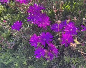 10 Cuttings Creeping Ice Plant – Purple/Pink Ground Cover Succulent, Rare, Full Sun, Zones 6-10 8 thumbnail image