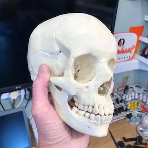 Anatomically Accurate Human Skull Model, Life-Size 3D Printed Medical Teaching Aid | Educational Skeleton Replica Medical Student Study Tool