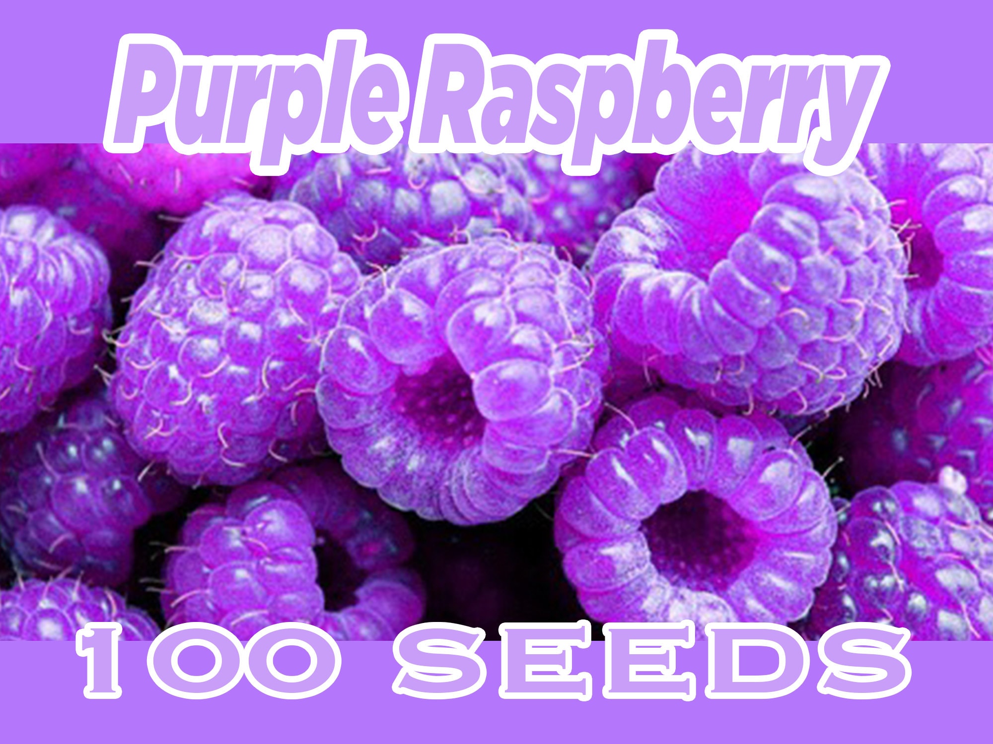 100 Purple Raspberry Organic SEEDS Grow/Garden Fresh Fruit Etsy