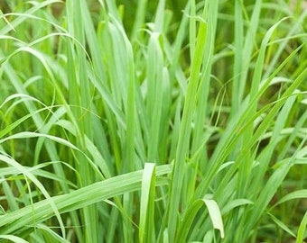 Té de hierbas Jamaican Fever Grass (hierba limón) 2 oz