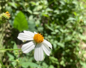 4 oz dried/green  stems and leaves Spanish needle, Bidens alba, shepherd's needles, beggarticks, butterfly needles