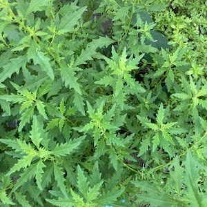 Semi Contra, Epazote, wormweed - fresh or Dried 1 oz