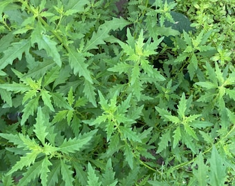 Semi Contra, Epazote, wormweed - fresh or Dried 1 oz
