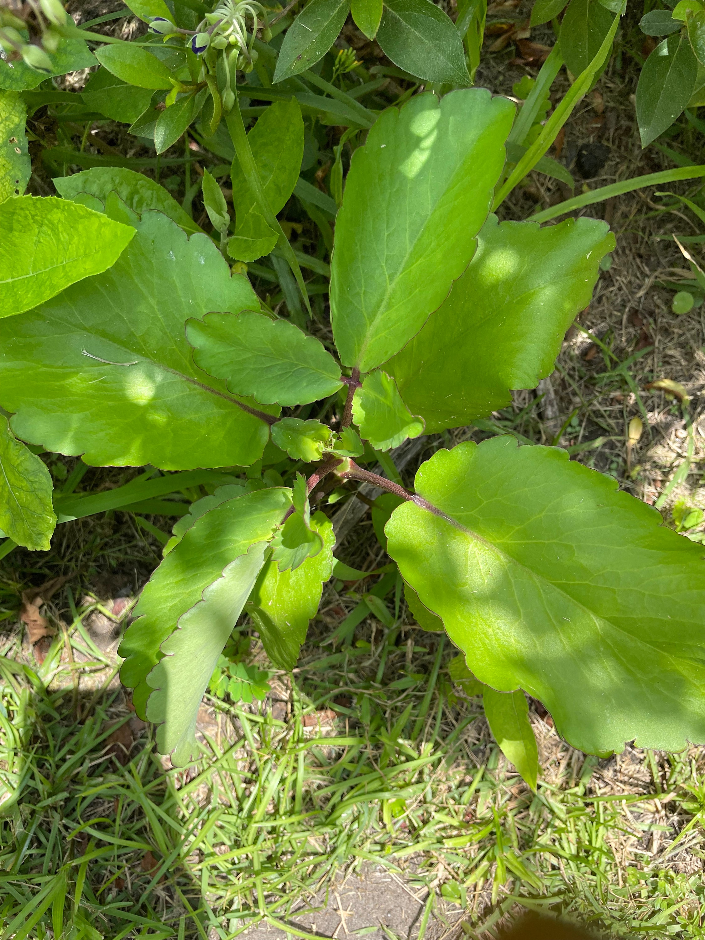 Leave of Life, Miracle Leaf, Mexican Love Plant, Bryophyllium Pinnatum, 2  Plants 6\, image size:2250x3000