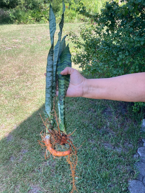 3 Rooted Snake Plant: Sansevieria Trifasciata, Air Purifier - Etsy Israel