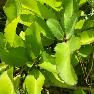Live Jamaican Leaf of Life Plant: Bryophyllum Pinnatum Miracle Leaf