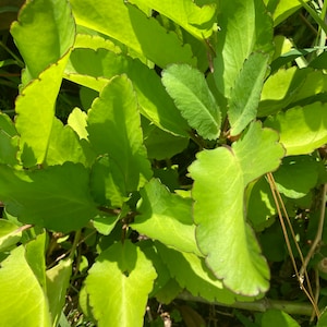 Jamaican Leaf of Life Live Plant Bryophyllum Pinnatum kalanchoe pinnata, India Patharchatta, Miracle leaf, 6" 8" 10"  3 live plants