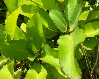 Jamaican Leaf of Life Live Plant Bryophyllum Pinnatum kalanchoe pinnata, India Patharchatta, Miracle leaf, 6" 8" 10"  3 live plants