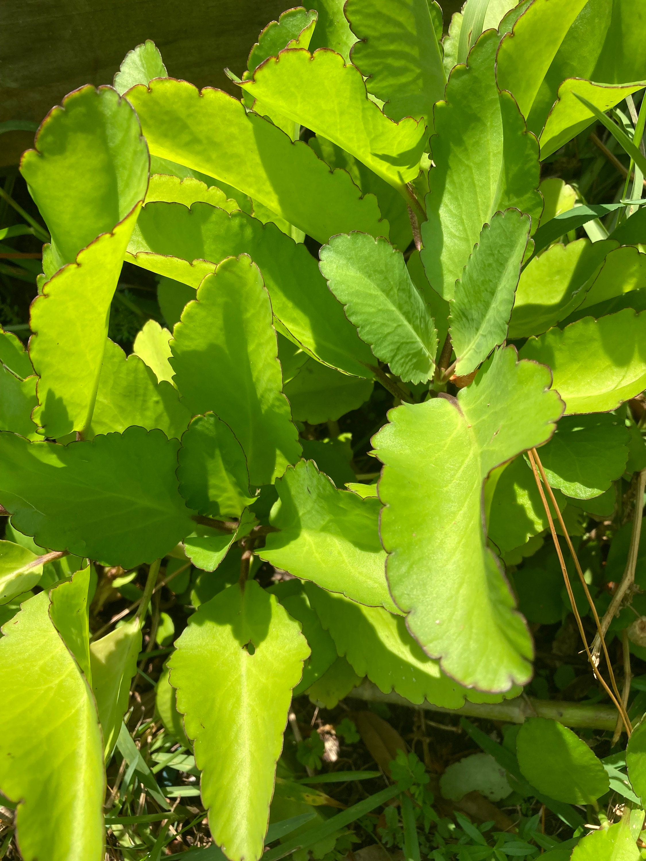 Jamaican Leaf of Life Live Plant Bryophyllum Pinnatum