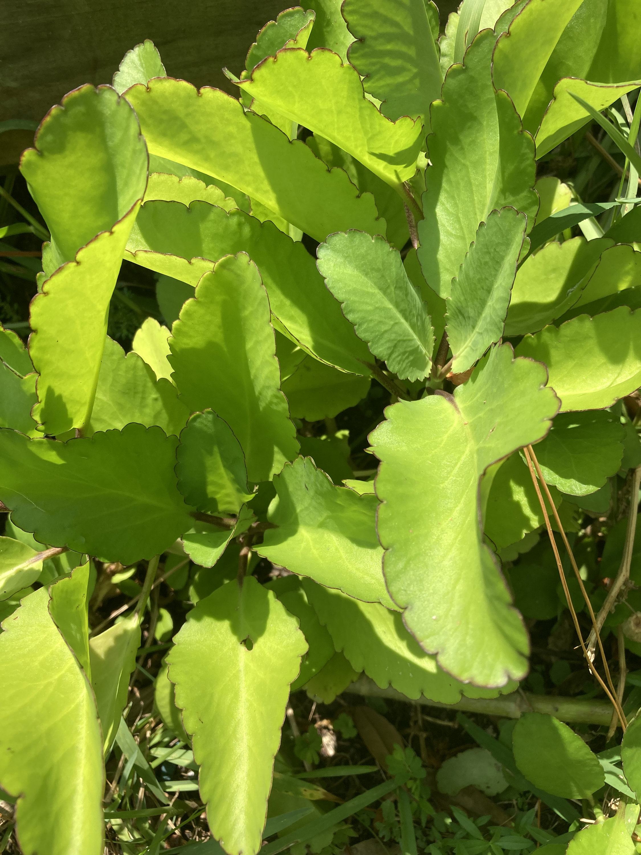 Jamaican Leaf of Life Live Plant Bryophyllum Pinnatum kalanchoe pinnata, India Patharchatta, Miracle leaf, 6" 8" 10"  3 live plants