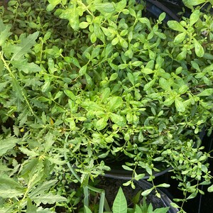Dried Jamaican Peppermint/ Costa Rican Mint 1 Oz - Etsy