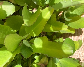 Bryophyllium Pinnatum, Blatt des Lebens, Liebespflanze, mexikanische Liebespflanze, 2 Pflanzen 15 bis 20 cm