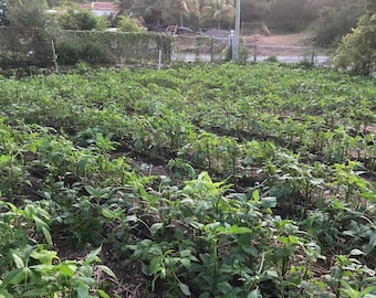 Callaloo seeds 200+ 2 grams